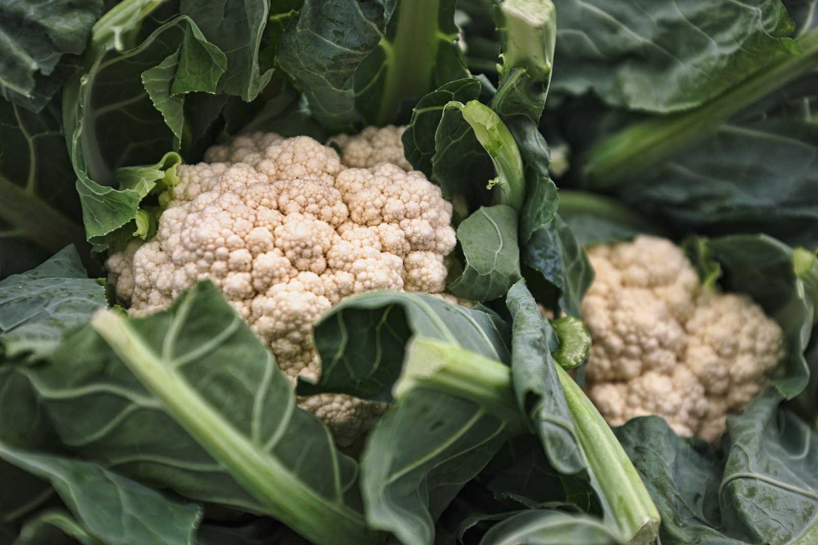 Cauliflower Nutrition: Vitamins, Glucosinolates & Creative Culinary Uses